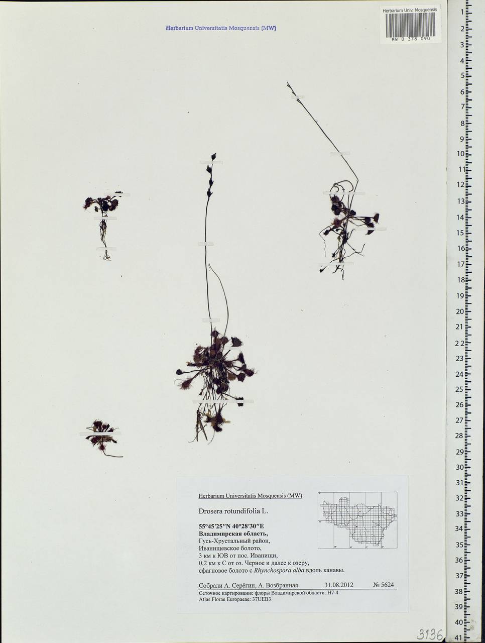 Drosera rotundifolia L., Eastern Europe, Central region (E4) (Russia)