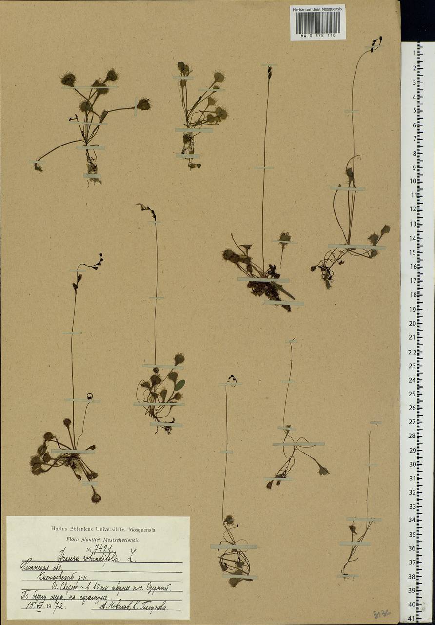 Drosera rotundifolia L., Eastern Europe, Central region (E4) (Russia)