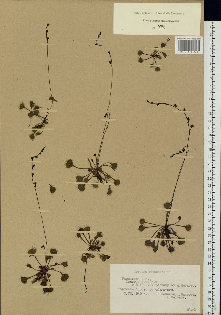 Drosera rotundifolia L., Eastern Europe, Central region (E4) (Russia)