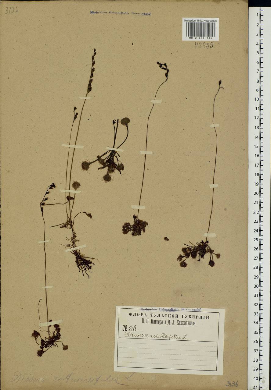 Drosera rotundifolia L., Eastern Europe, Central region (E4) (Russia)