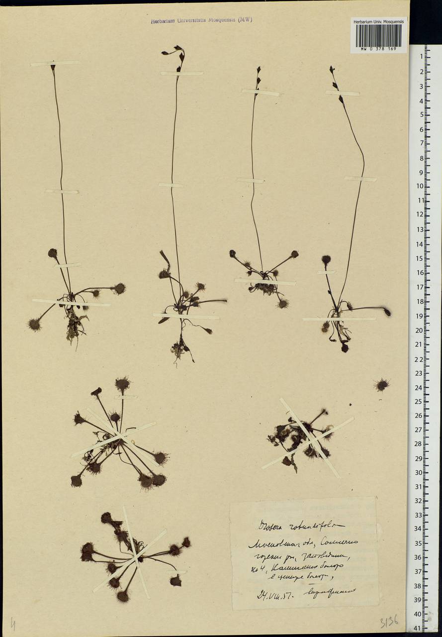 Drosera rotundifolia L., Eastern Europe, Moscow region (E4a) (Russia)