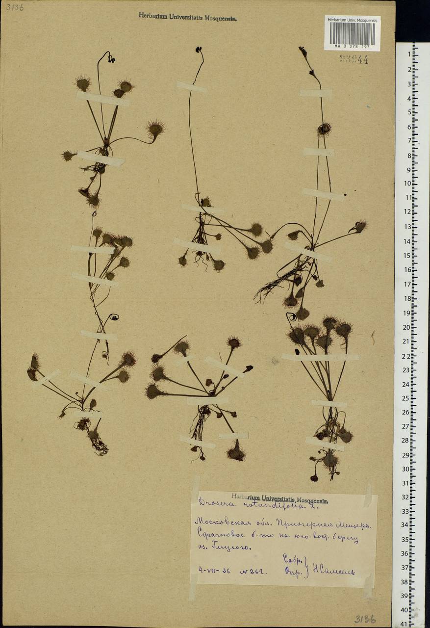 Drosera rotundifolia L., Eastern Europe, Moscow region (E4a) (Russia)