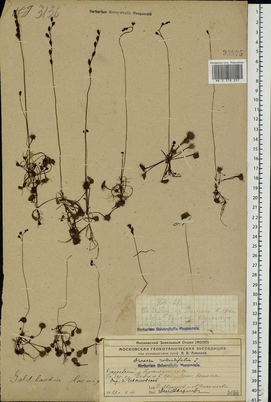 Drosera rotundifolia L., Eastern Europe, Moscow region (E4a) (Russia)