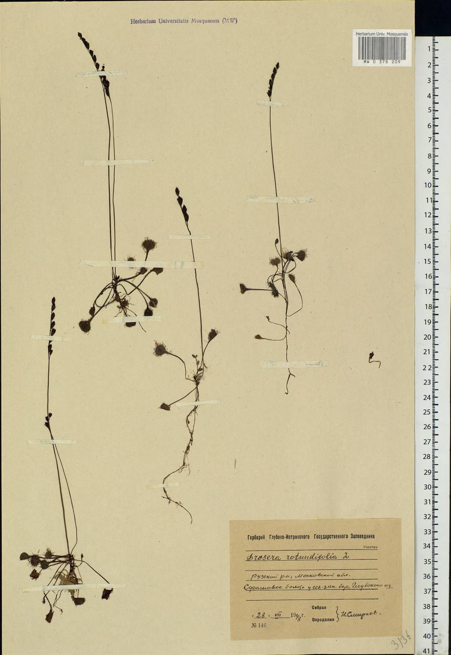 Drosera rotundifolia L., Eastern Europe, Moscow region (E4a) (Russia)