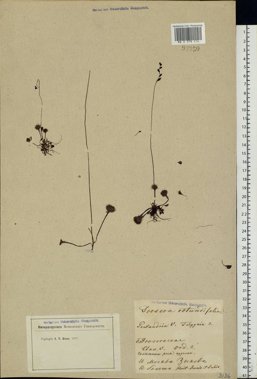 Drosera rotundifolia L., Eastern Europe, Moscow region (E4a) (Russia)