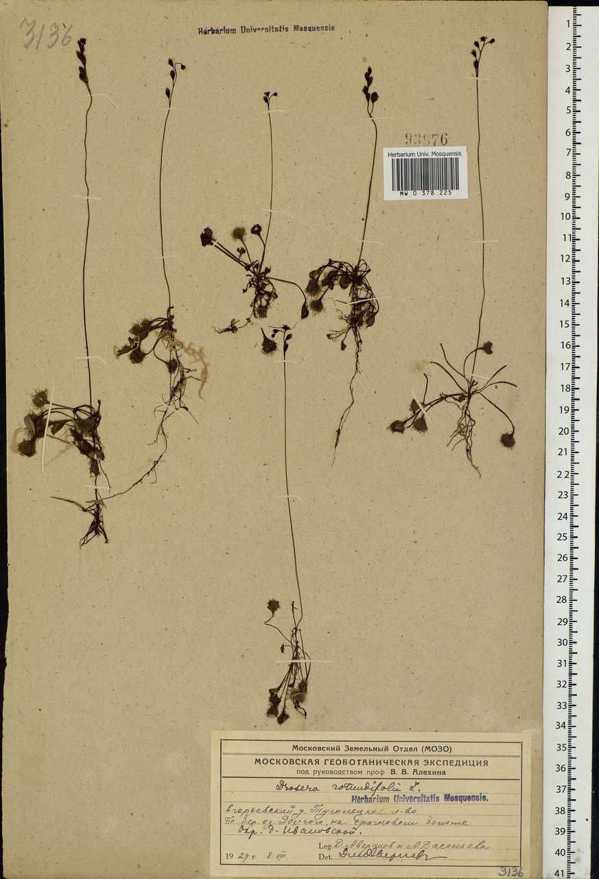 Drosera rotundifolia L., Eastern Europe, Moscow region (E4a) (Russia)