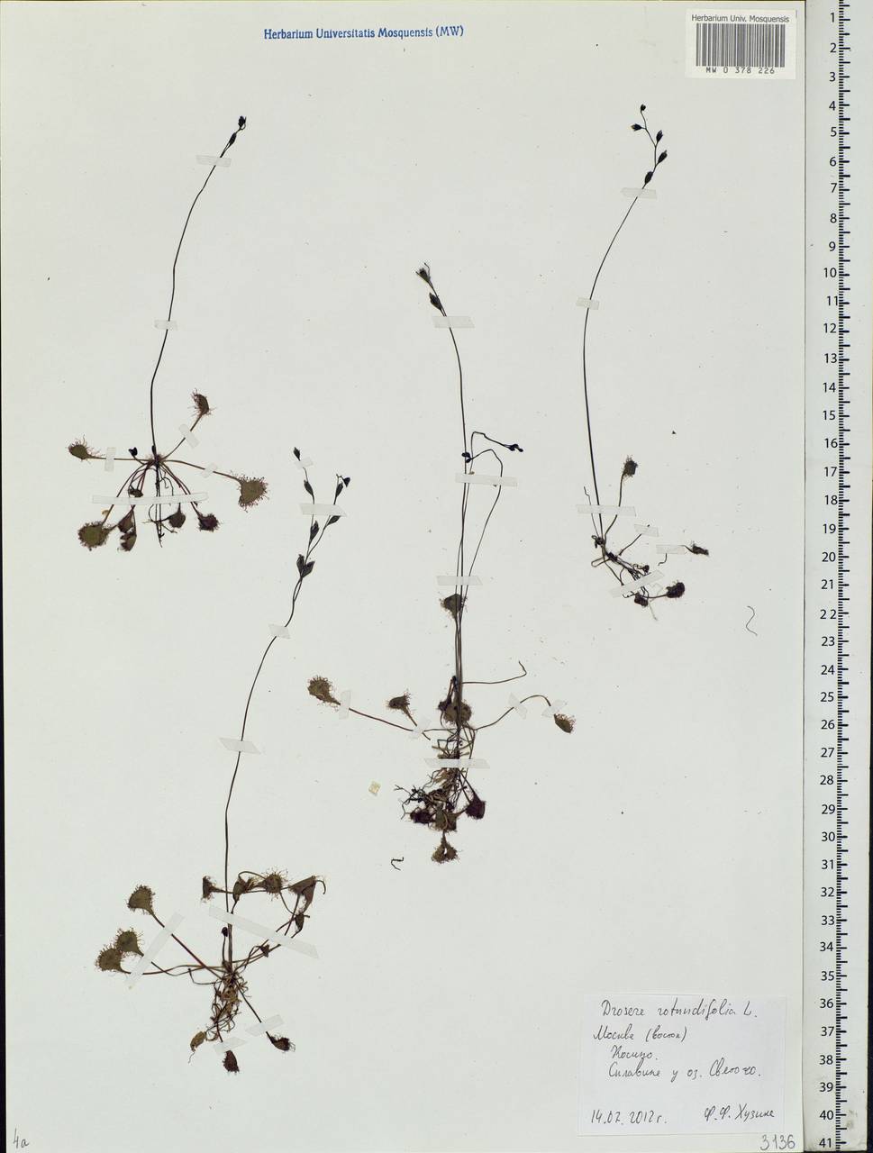 Drosera rotundifolia L., Eastern Europe, Moscow region (E4a) (Russia)