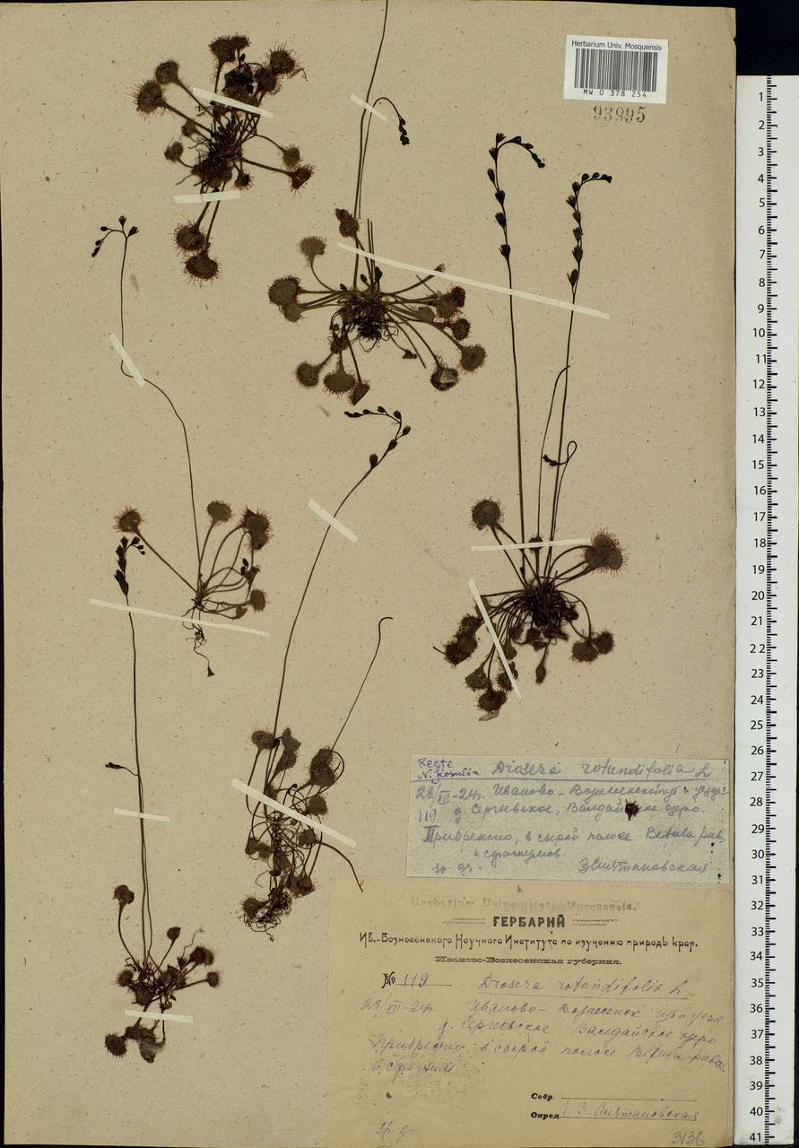 Drosera rotundifolia L., Eastern Europe, Central forest region (E5) (Russia)