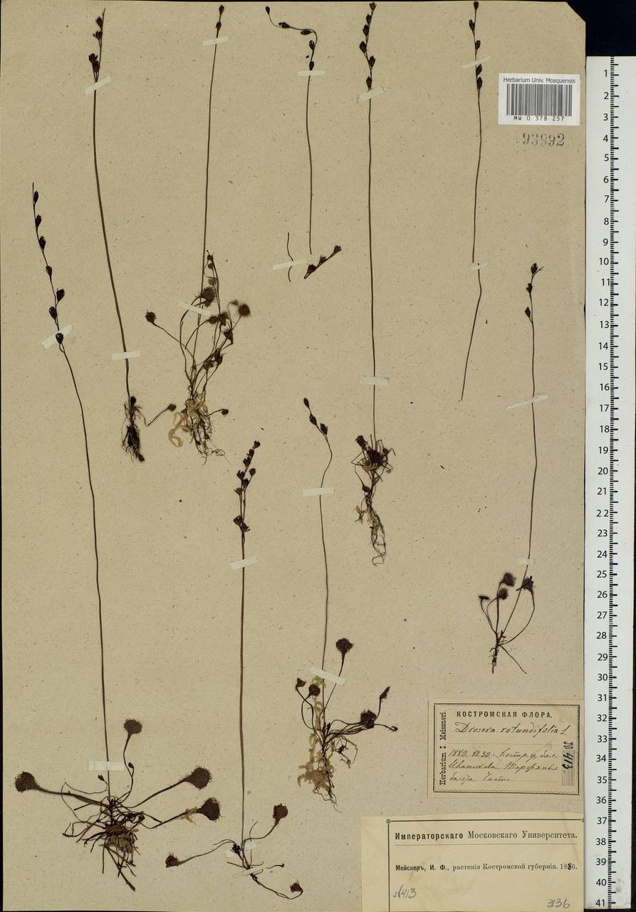 Drosera rotundifolia L., Eastern Europe, Central forest region (E5) (Russia)