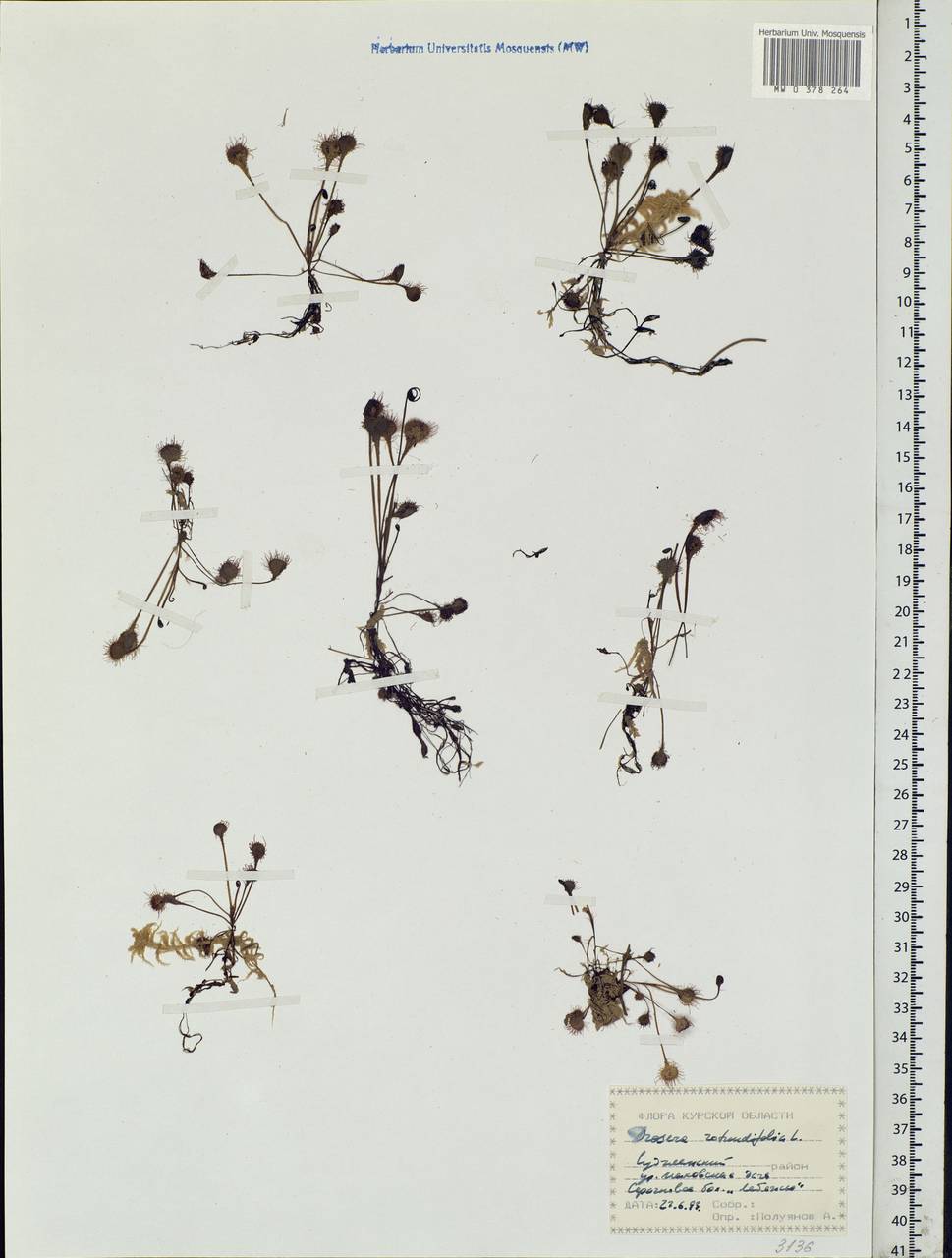 Drosera rotundifolia L., Eastern Europe, Central forest-and-steppe region (E6) (Russia)