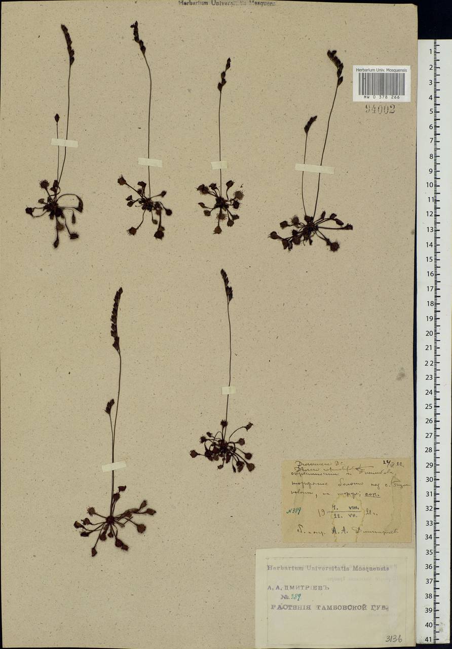 Drosera rotundifolia L., Eastern Europe, Central forest-and-steppe region (E6) (Russia)