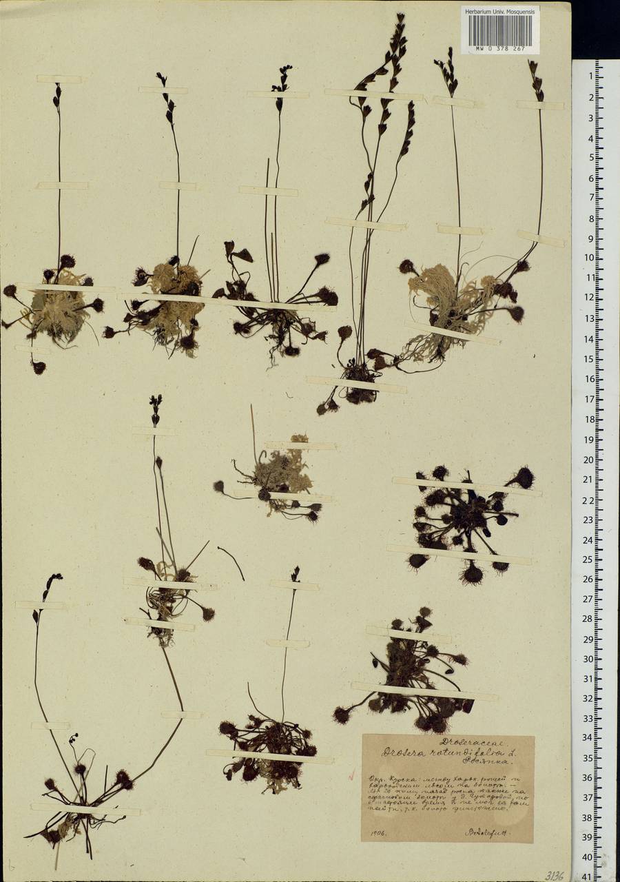 Drosera rotundifolia L., Eastern Europe, Central forest-and-steppe region (E6) (Russia)