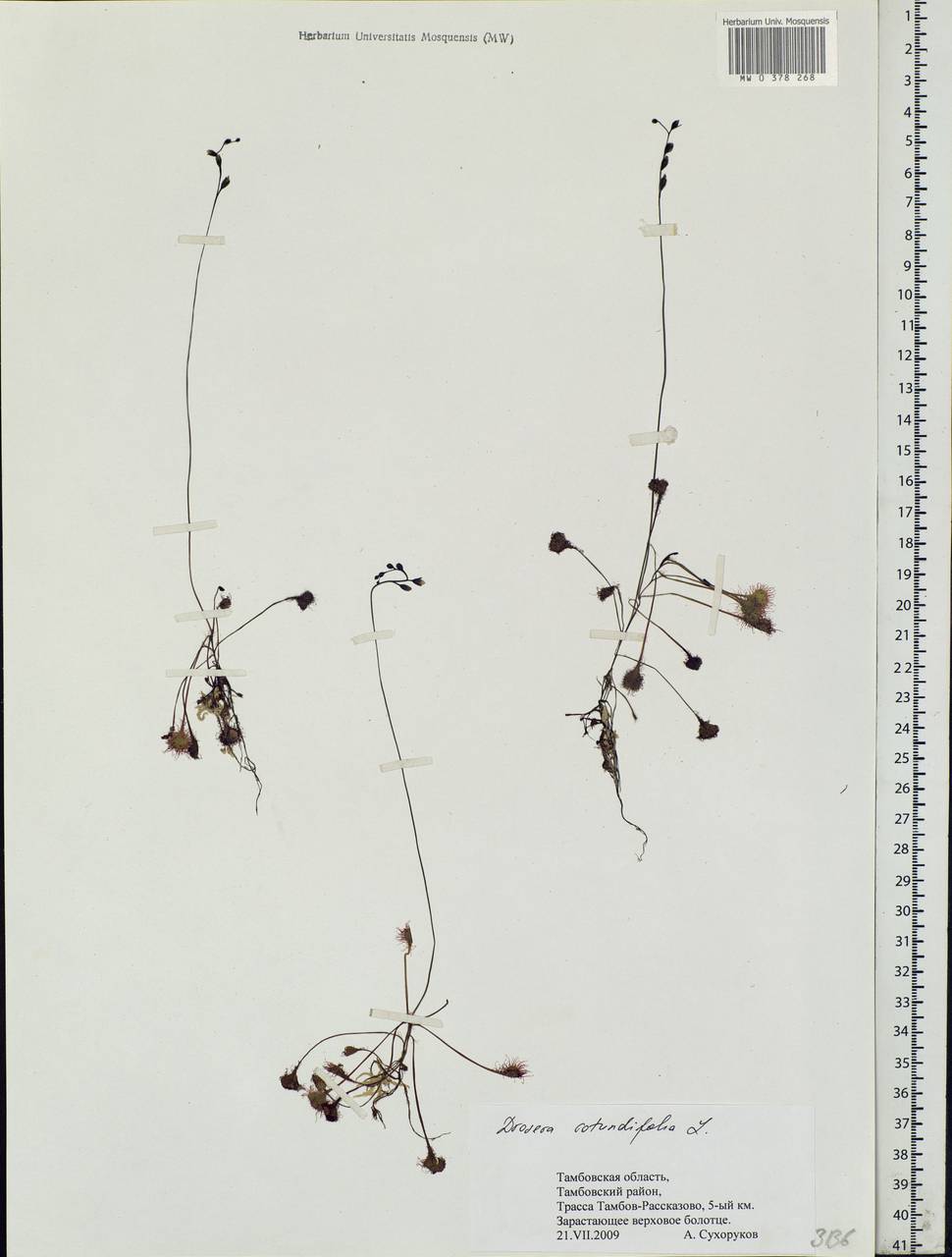 Drosera rotundifolia L., Eastern Europe, Central forest-and-steppe region (E6) (Russia)