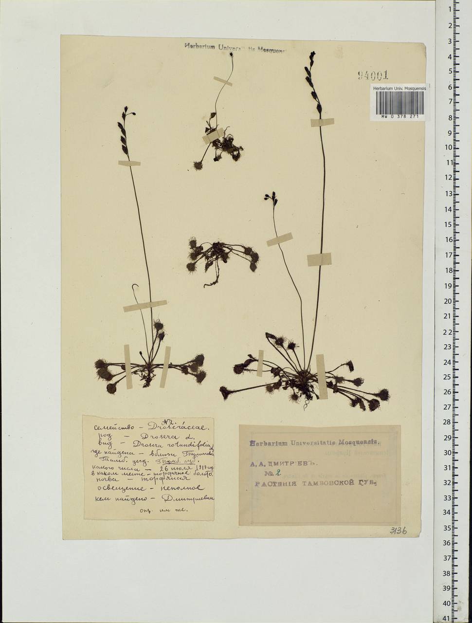 Drosera rotundifolia L., Eastern Europe, Central forest-and-steppe region (E6) (Russia)