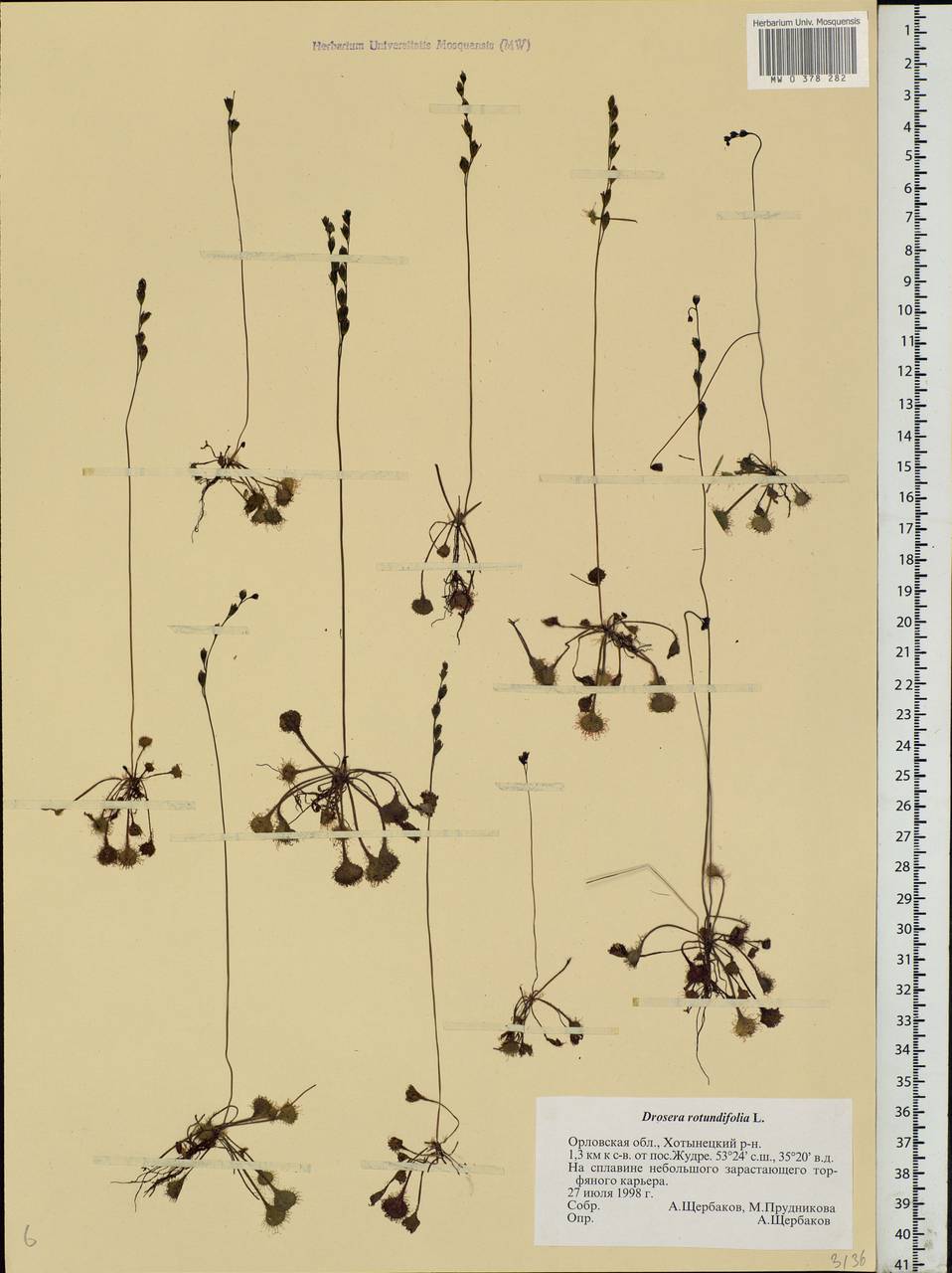 Drosera rotundifolia L., Eastern Europe, Central forest-and-steppe region (E6) (Russia)