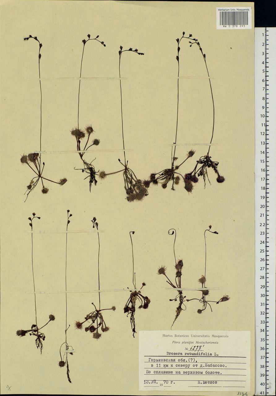 Drosera rotundifolia L., Eastern Europe, Volga-Kama region (E7) (Russia)