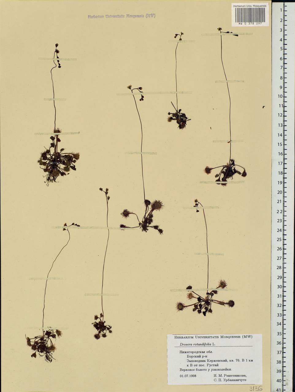 Drosera rotundifolia L., Eastern Europe, Volga-Kama region (E7) (Russia)