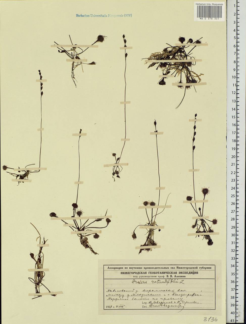 Drosera rotundifolia L., Eastern Europe, Volga-Kama region (E7) (Russia)