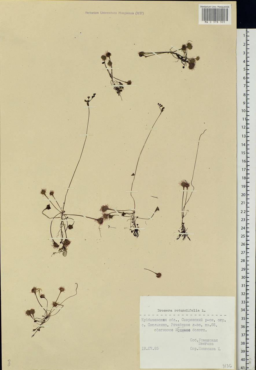 Drosera rotundifolia L., Eastern Europe, Middle Volga region (E8) (Russia)