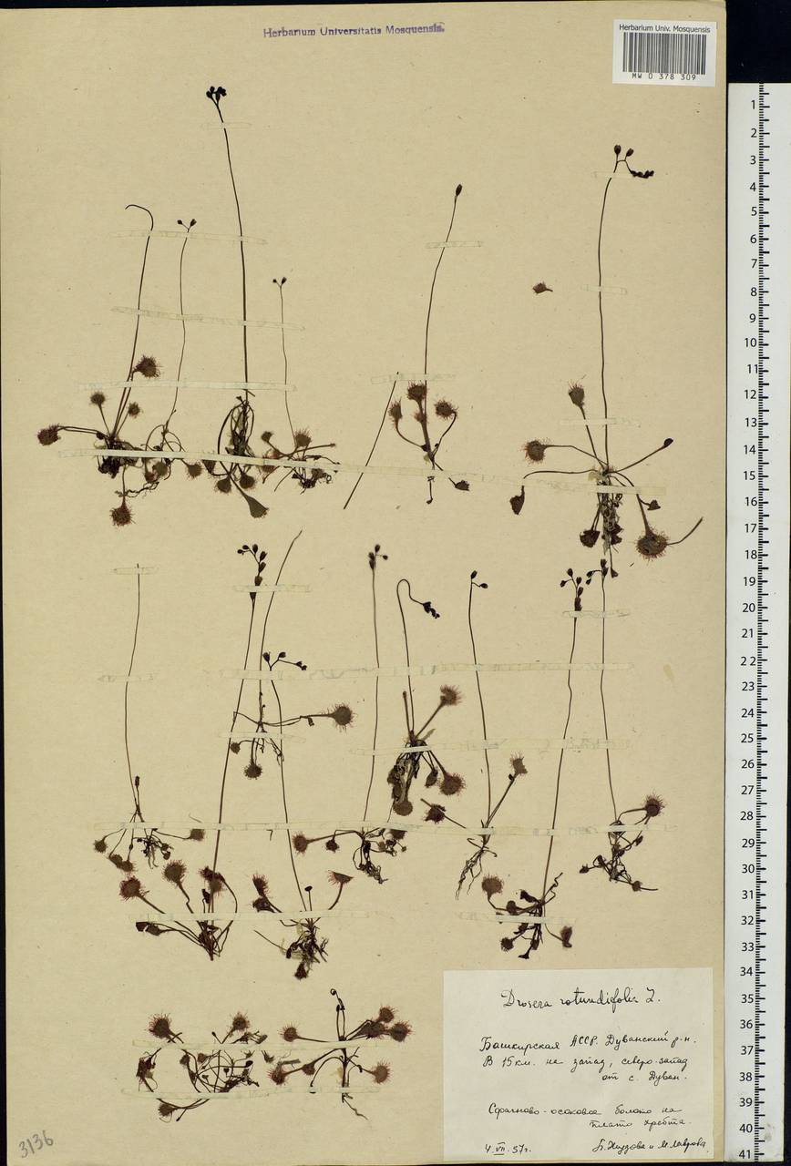 Drosera rotundifolia L., Eastern Europe, Eastern region (E10) (Russia)