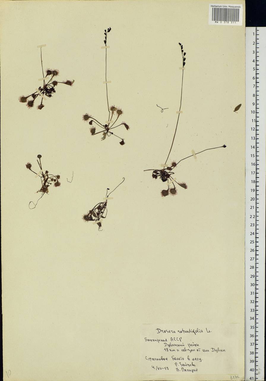 Drosera rotundifolia L., Eastern Europe, Eastern region (E10) (Russia)