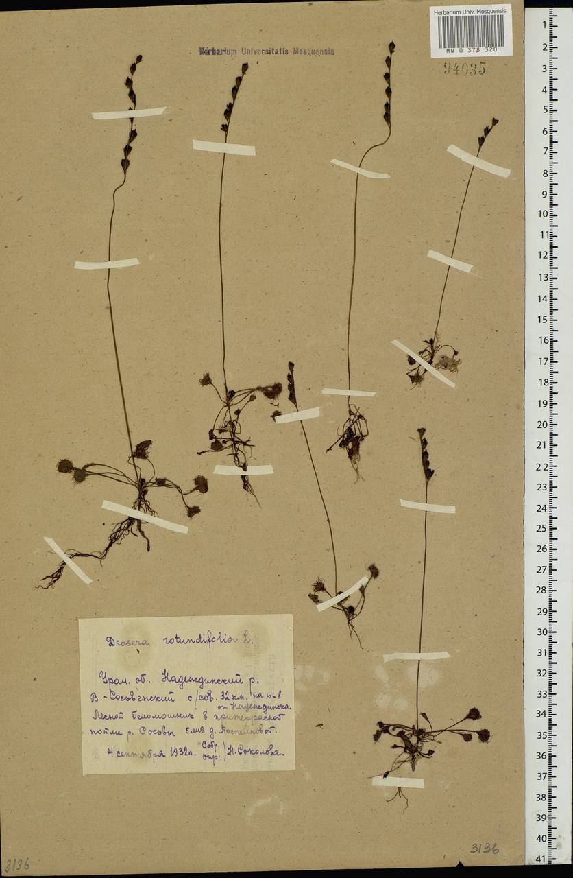 Drosera rotundifolia L., Eastern Europe, Eastern region (E10) (Russia)