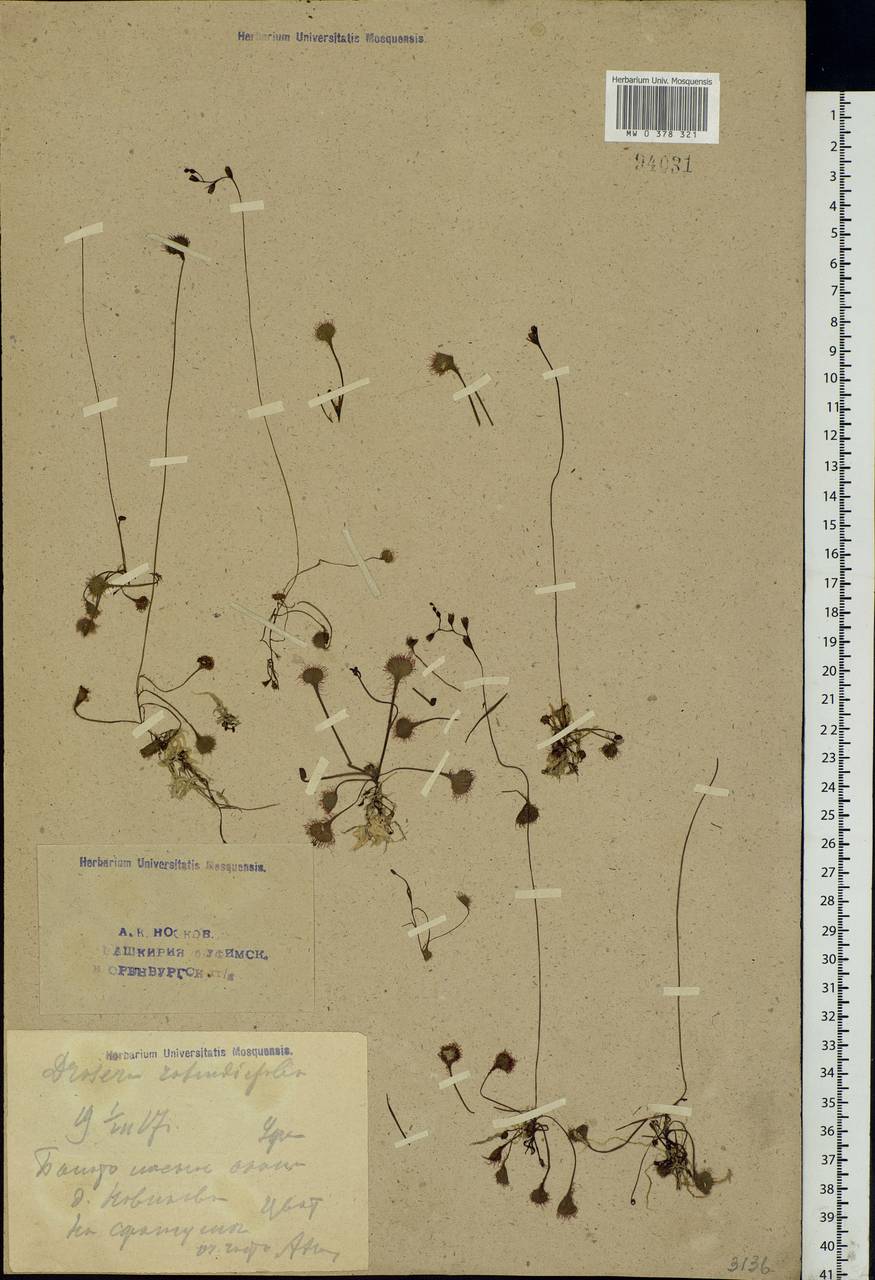 Drosera rotundifolia L., Eastern Europe, Eastern region (E10) (Russia)