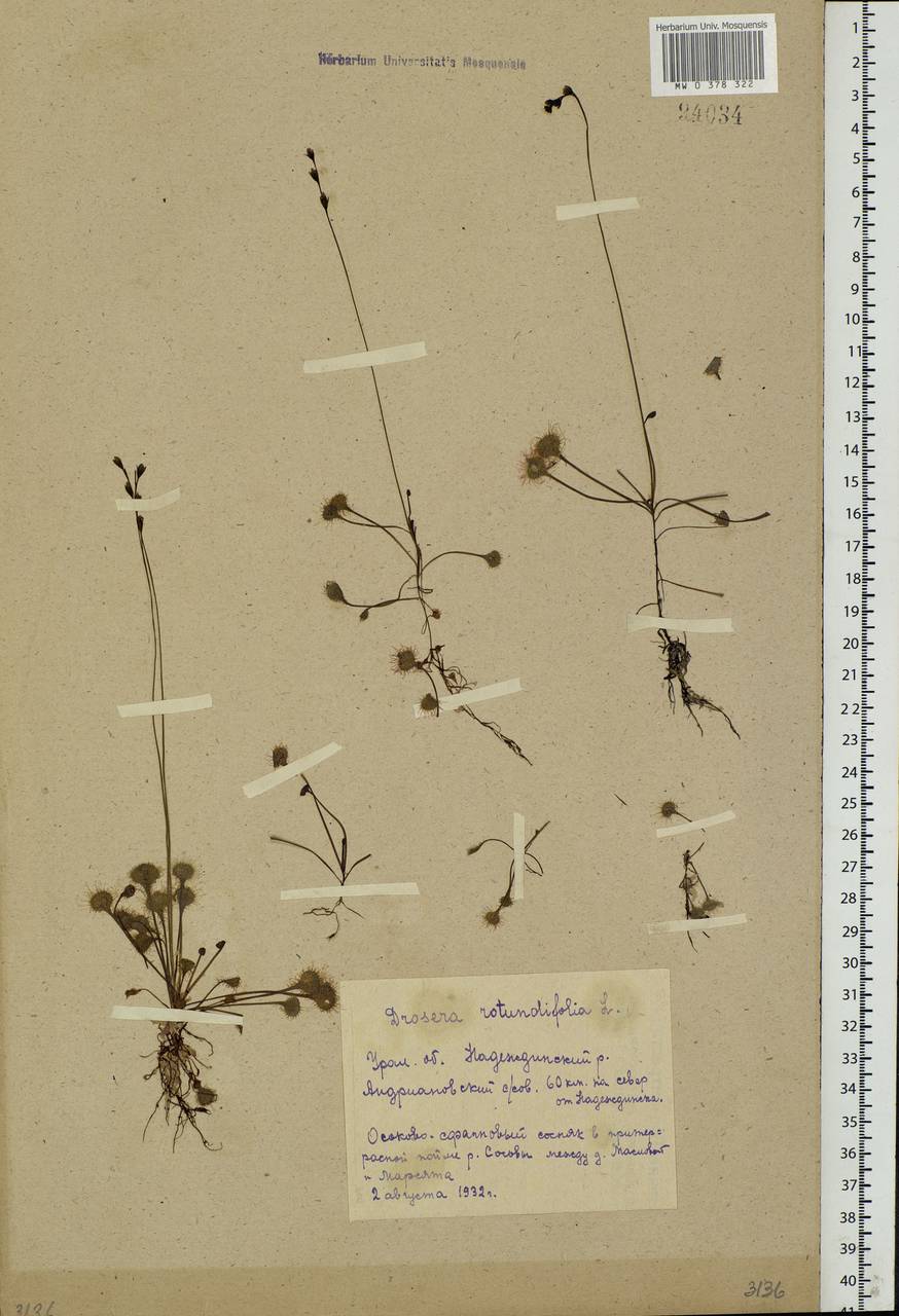Drosera rotundifolia L., Eastern Europe, Eastern region (E10) (Russia)