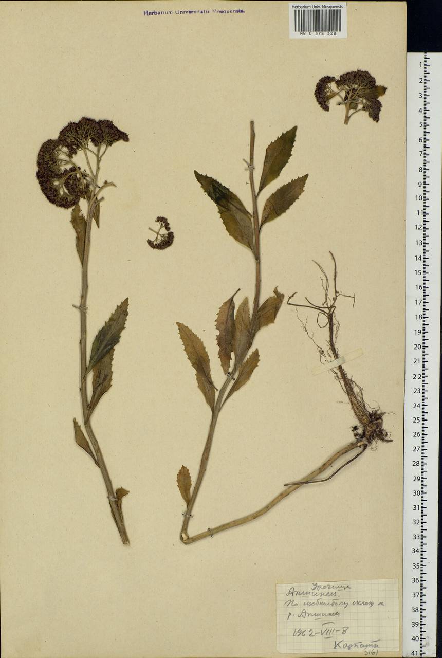 Hylotelephium telephium (L.) H.Ohba, Eastern Europe, West Ukrainian region (E13) (Ukraine)