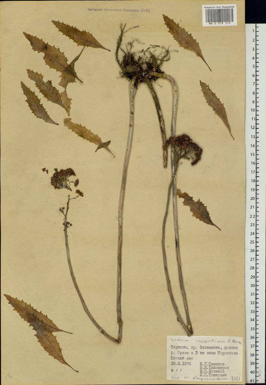 Hylotelephium telephium (L.) H.Ohba, Eastern Europe, West Ukrainian region (E13) (Ukraine)