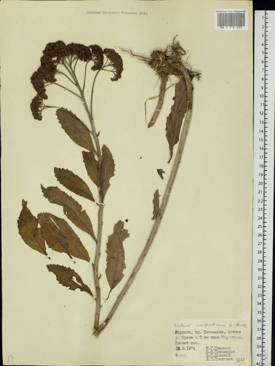 Hylotelephium telephium subsp. telephium, Eastern Europe, West Ukrainian region (E13) (Ukraine)
