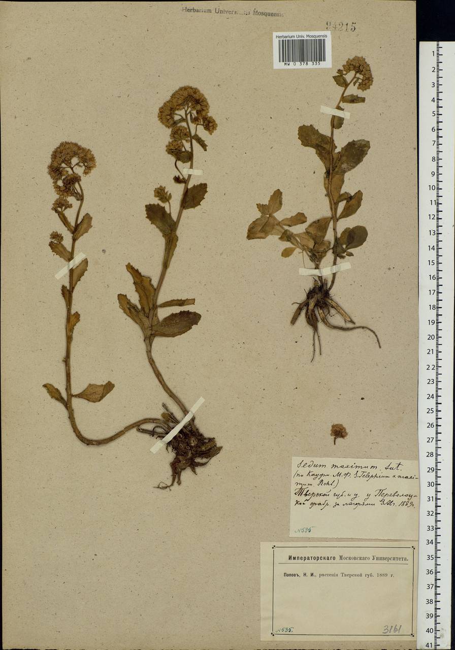 Hylotelephium maximum (L.) Holub, Eastern Europe, North-Western region (E2) (Russia)