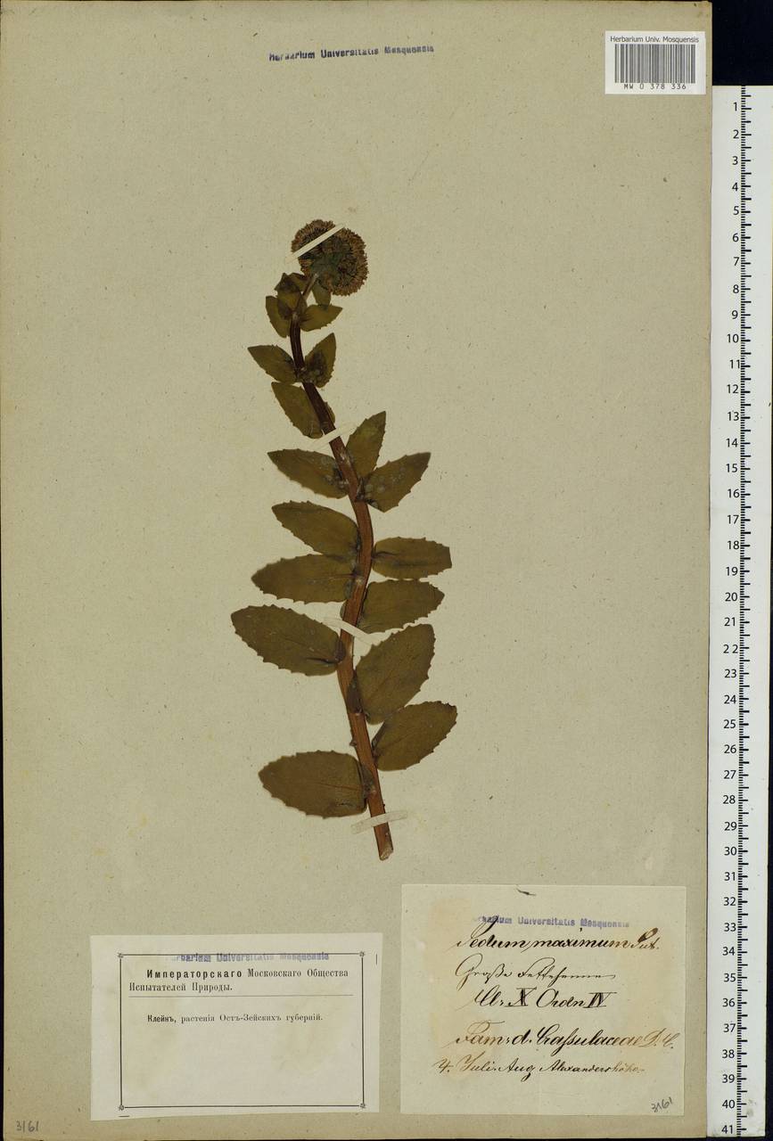 Hylotelephium maximum (L.) Holub, Eastern Europe, Latvia (E2b) (Latvia)