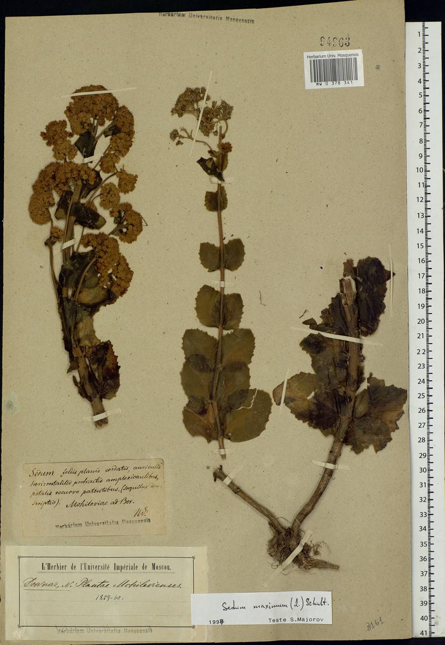 Hylotelephium maximum (L.) Holub, Eastern Europe, Belarus (E3a) (Belarus)