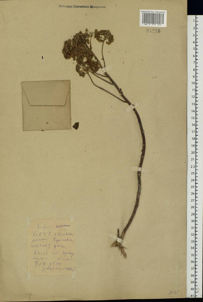 Hylotelephium maximum (L.) Holub, Eastern Europe, Belarus (E3a) (Belarus)
