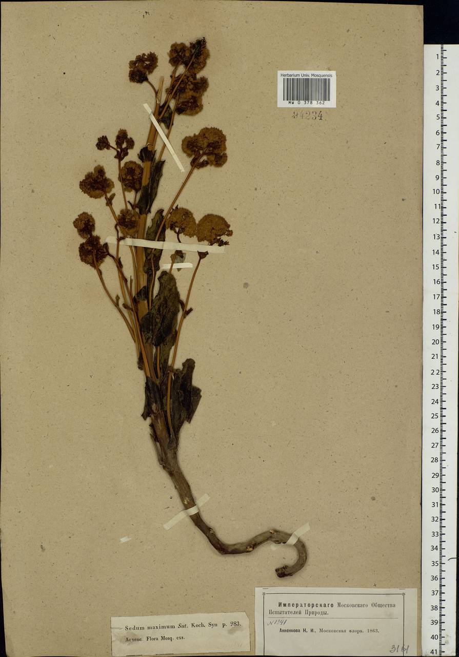 Hylotelephium maximum (L.) Holub, Eastern Europe, Moscow region (E4a) (Russia)