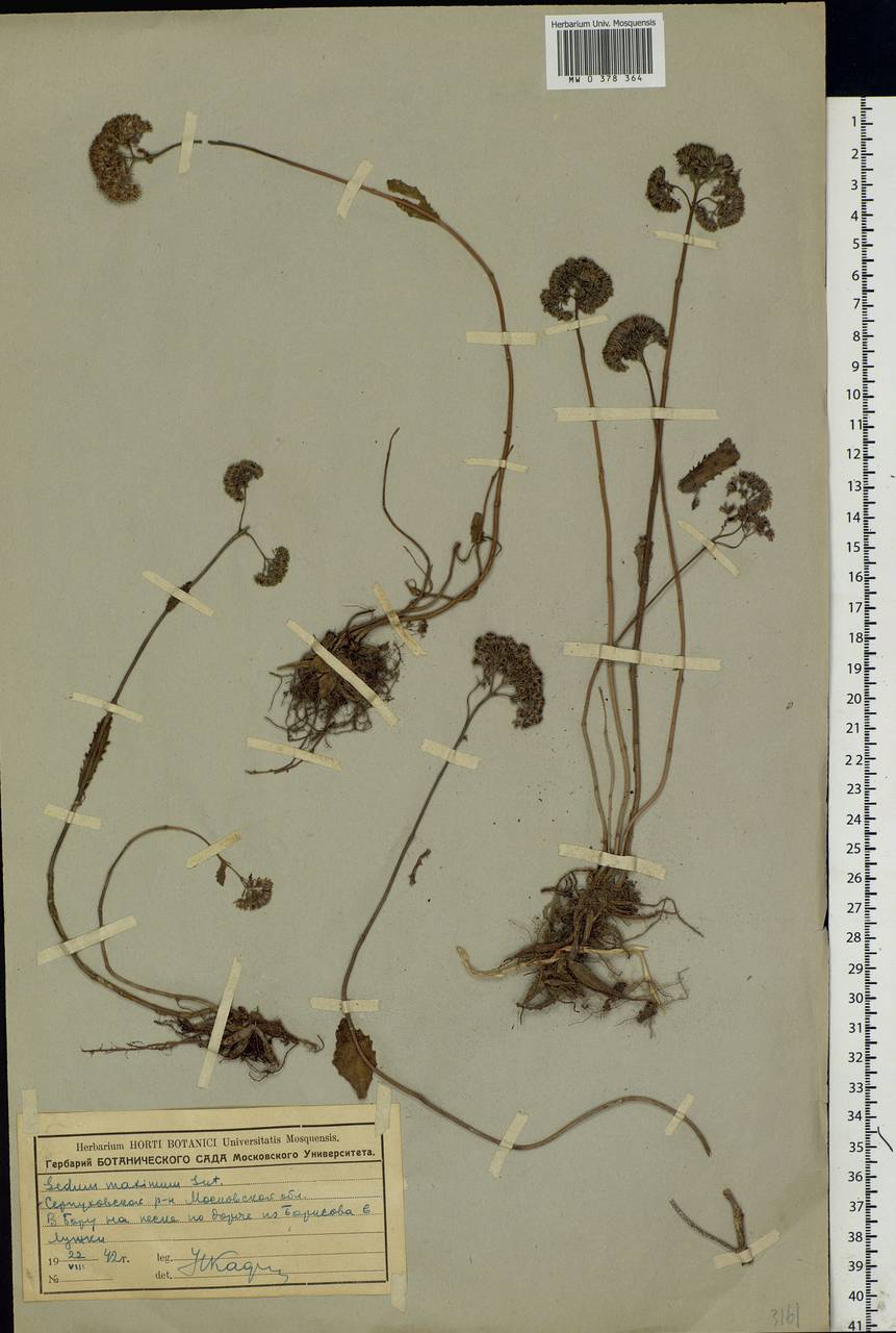 Hylotelephium maximum (L.) Holub, Eastern Europe, Moscow region (E4a) (Russia)