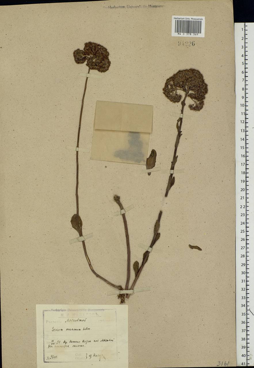 Hylotelephium maximum (L.) Holub, Eastern Europe, Moscow region (E4a) (Russia)