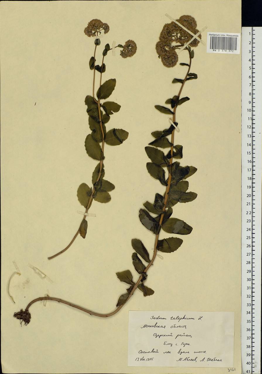 Hylotelephium maximum (L.) Holub, Eastern Europe, Moscow region (E4a) (Russia)