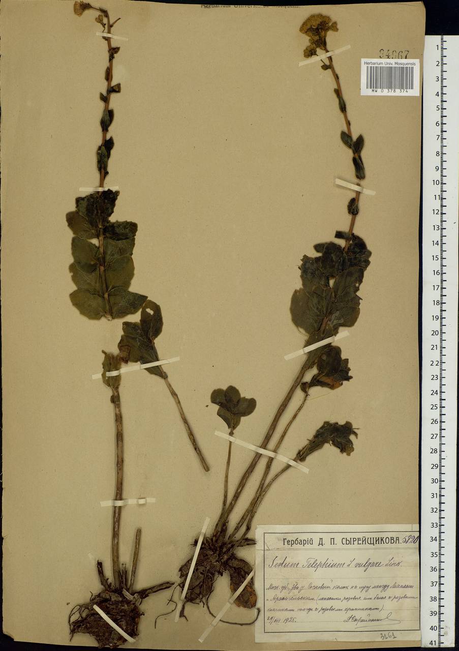 Hylotelephium maximum (L.) Holub, Eastern Europe, Moscow region (E4a) (Russia)