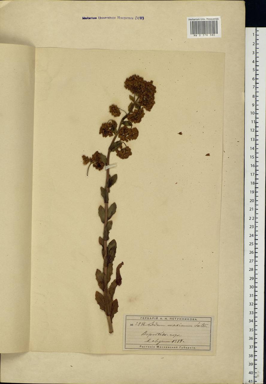 Hylotelephium maximum (L.) Holub, Eastern Europe, Moscow region (E4a) (Russia)