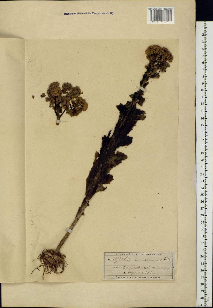 Hylotelephium maximum (L.) Holub, Eastern Europe, Moscow region (E4a) (Russia)