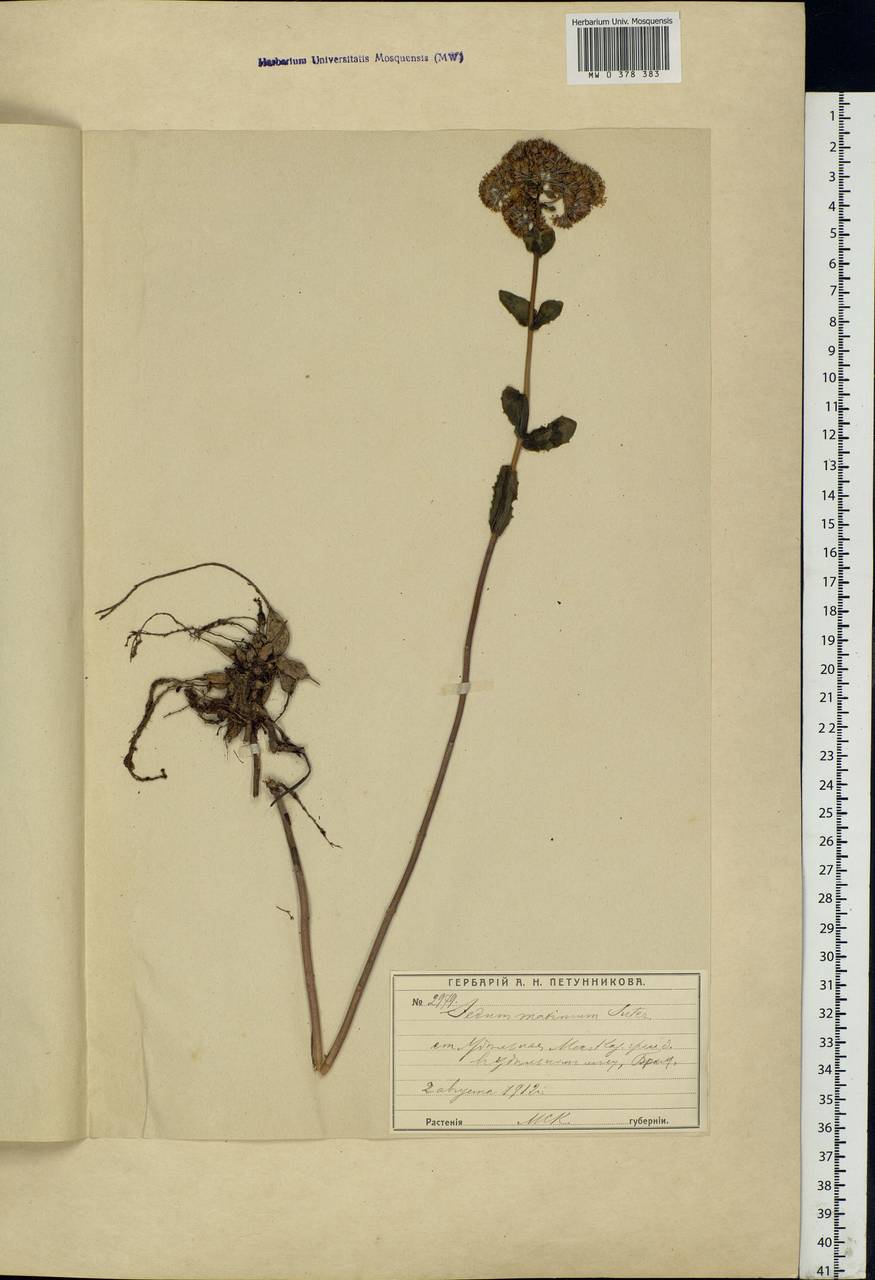 Hylotelephium maximum (L.) Holub, Eastern Europe, Moscow region (E4a) (Russia)