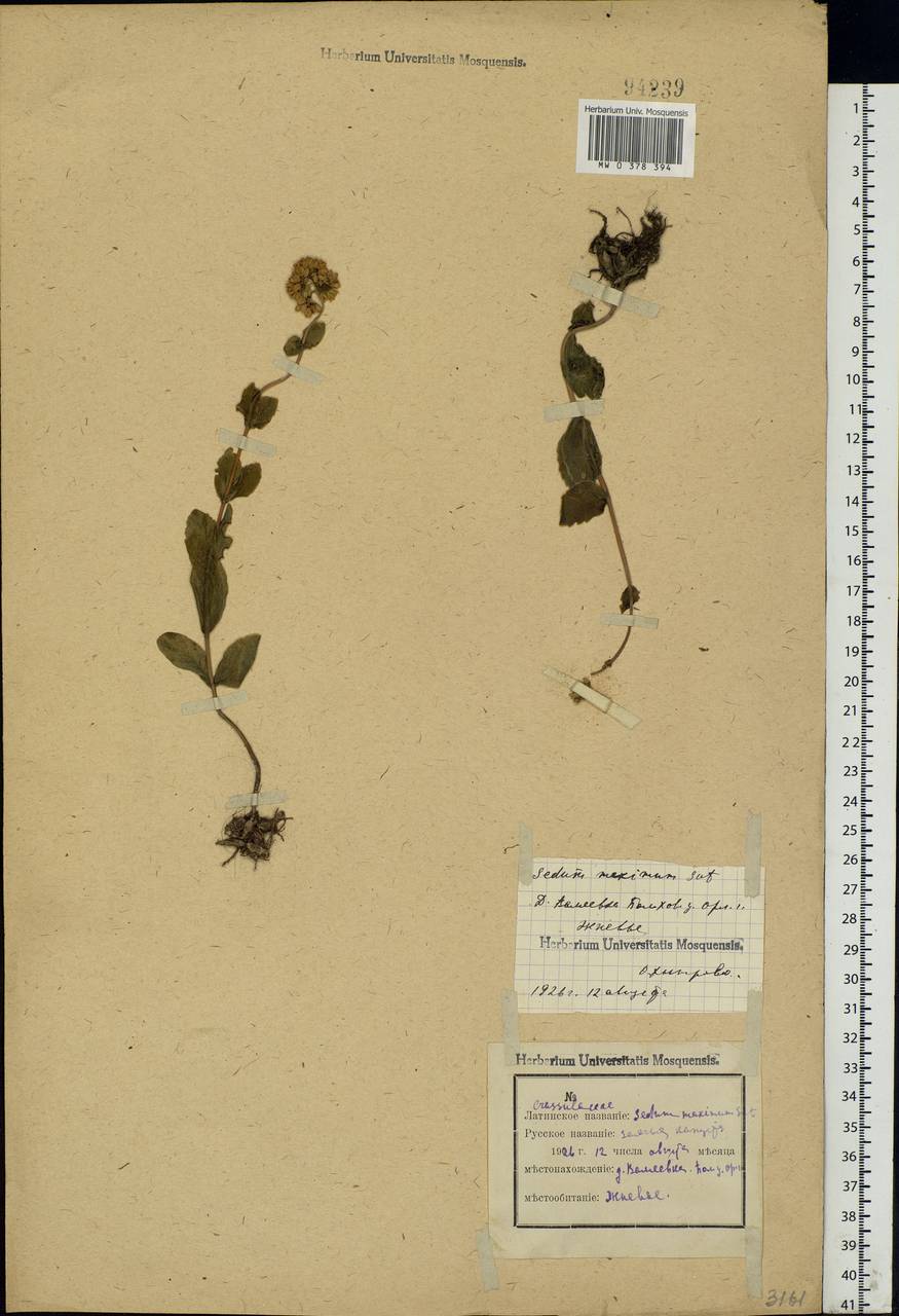 Hylotelephium maximum (L.) Holub, Eastern Europe, Central forest-and-steppe region (E6) (Russia)