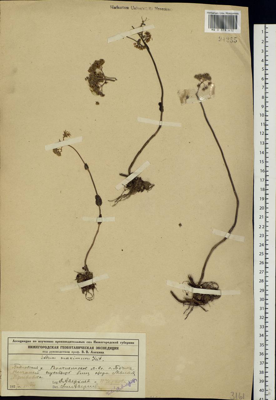 Hylotelephium maximum (L.) Holub, Eastern Europe, Volga-Kama region (E7) (Russia)