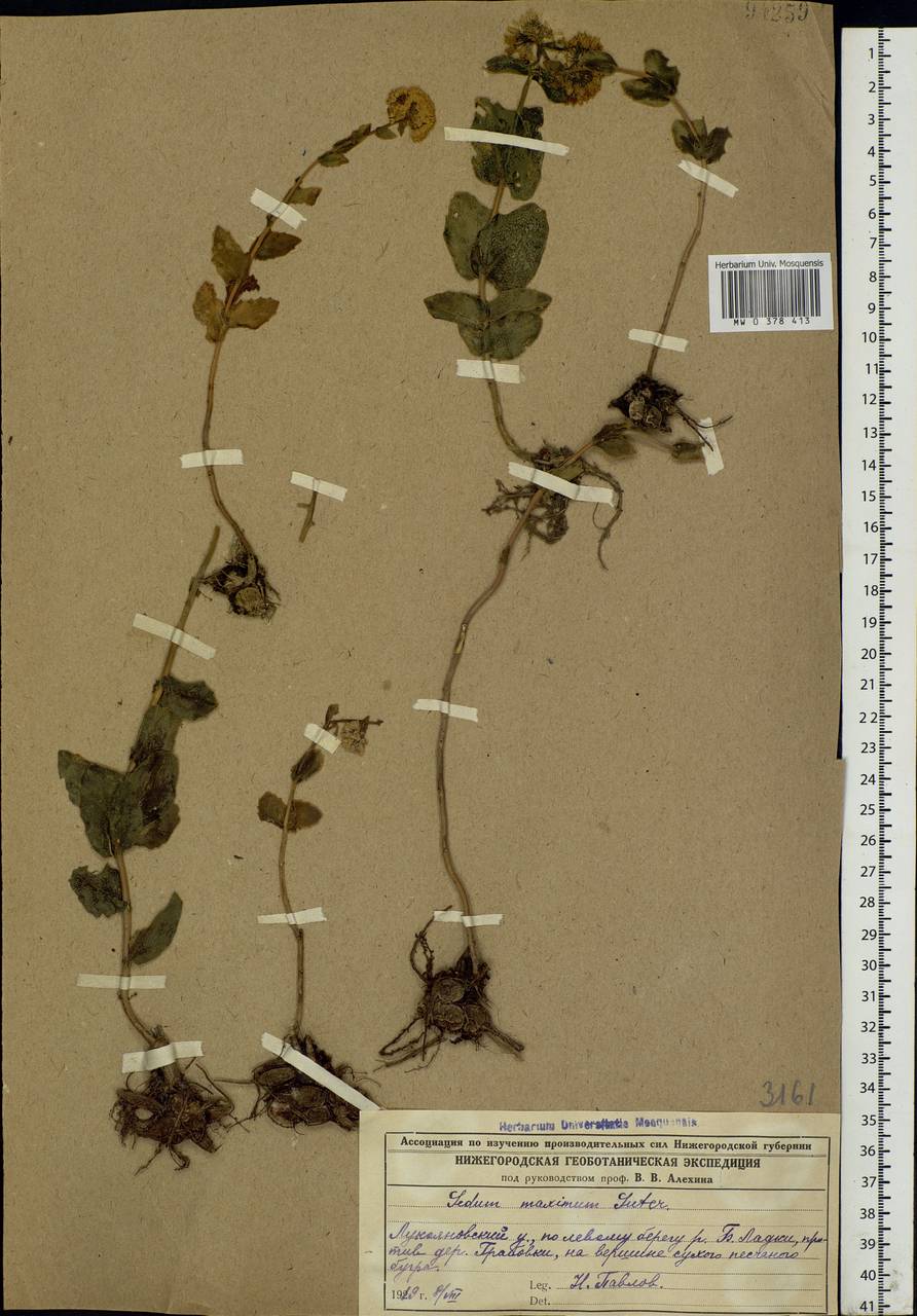 Hylotelephium maximum (L.) Holub, Eastern Europe, Middle Volga region (E8) (Russia)