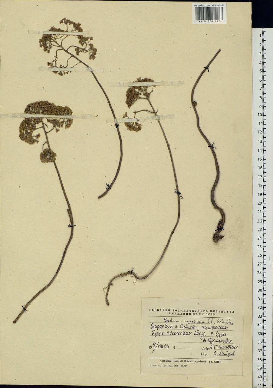 Hylotelephium maximum (L.) Holub, Eastern Europe, Middle Volga region (E8) (Russia)