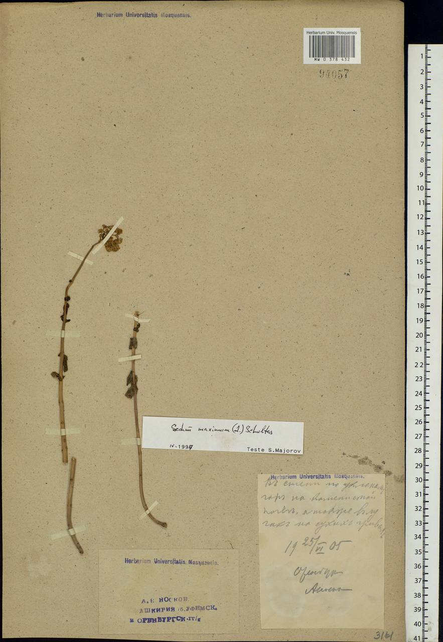 Hylotelephium maximum (L.) Holub, Eastern Europe, Eastern region (E10) (Russia)