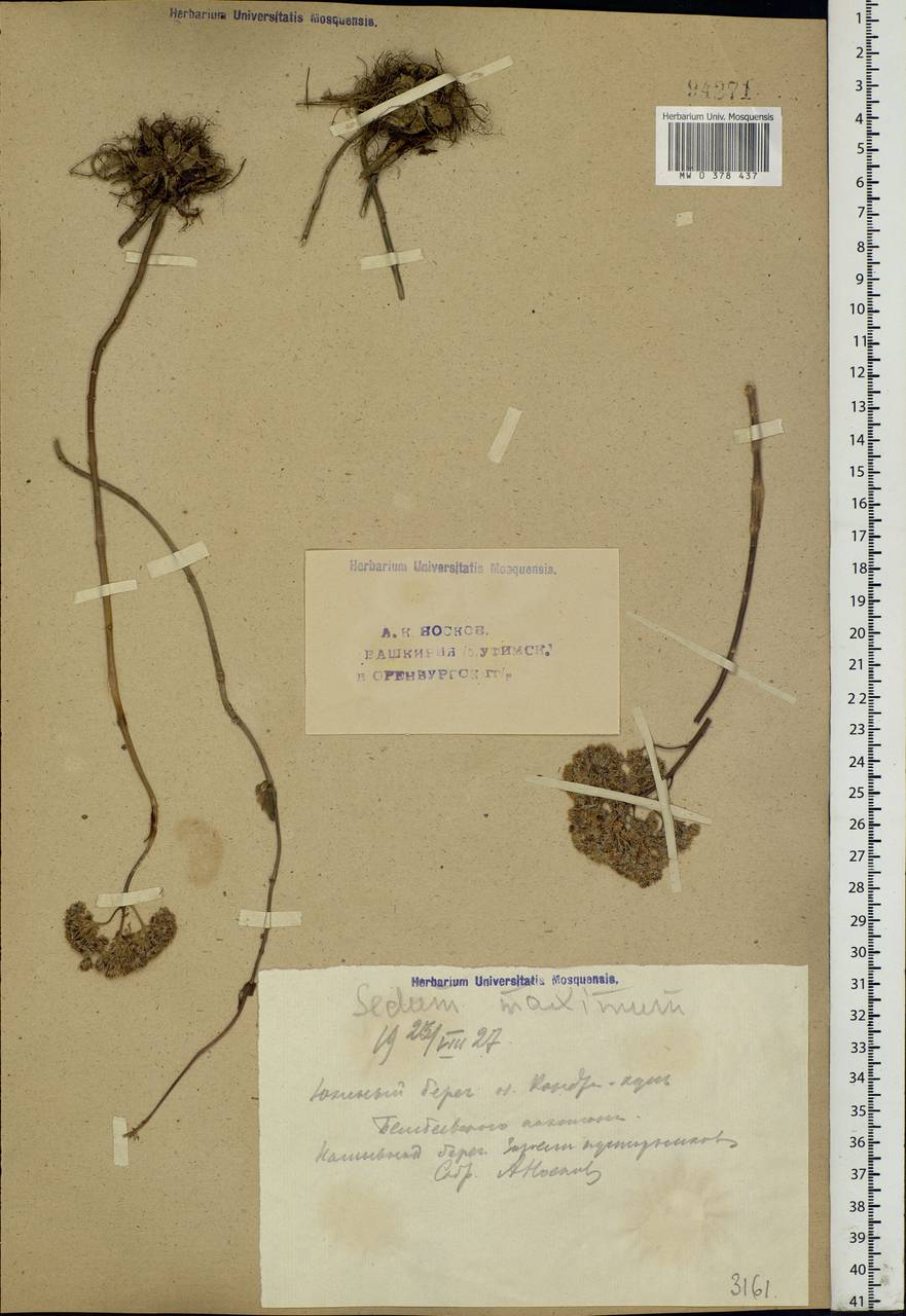 Hylotelephium maximum (L.) Holub, Eastern Europe, Eastern region (E10) (Russia)
