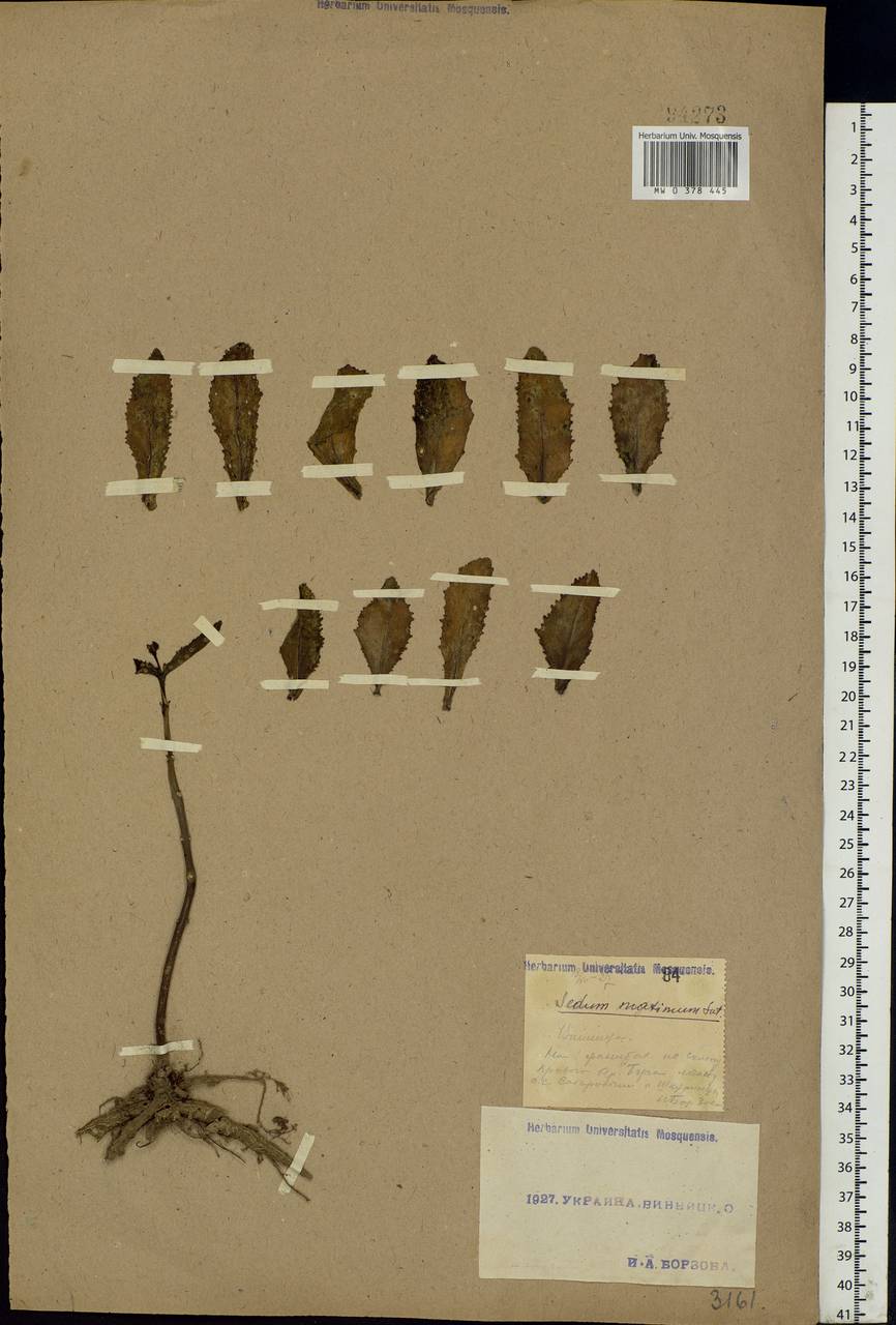 Hylotelephium maximum (L.) Holub, Eastern Europe, South Ukrainian region (E12) (Ukraine)